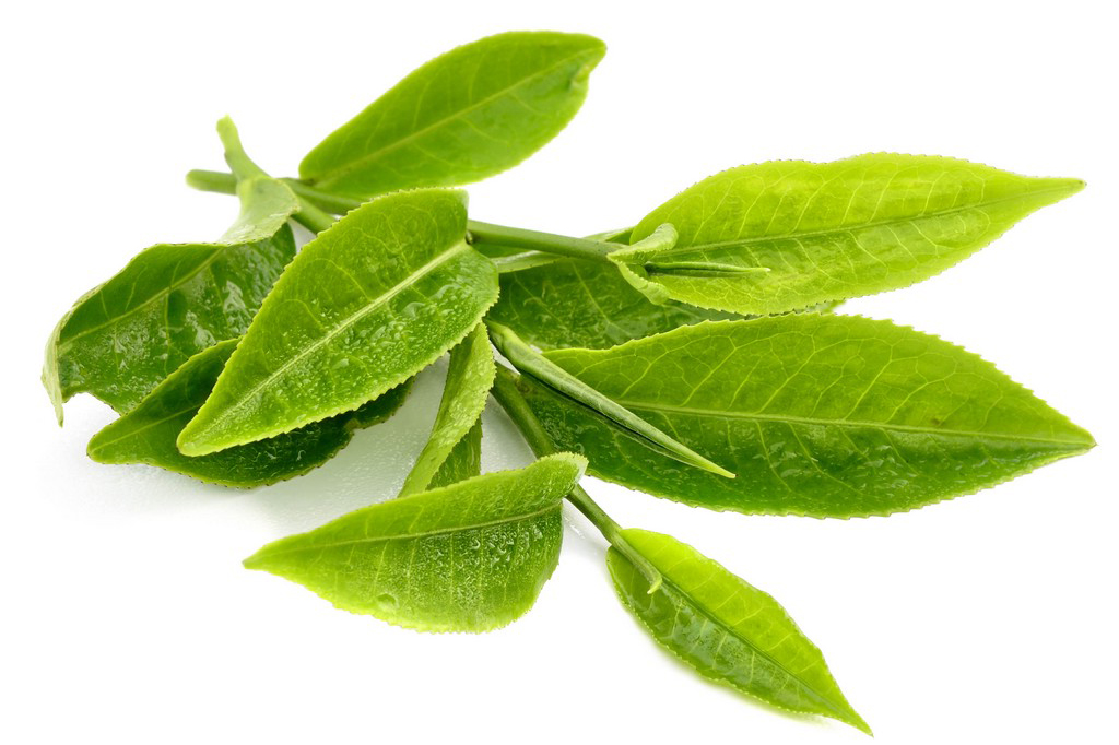 Frozen Green Tea Leaf - MEGAGRICO VIETNAM.